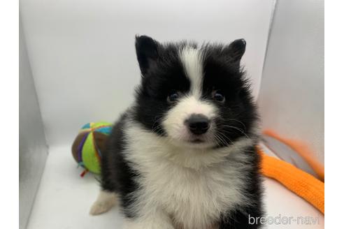 成約済の東京都のミックス犬-234761の16枚目