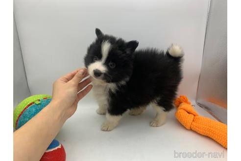 成約済の東京都のミックス犬-234761の15枚目