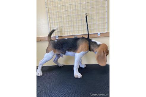 成約済の愛知県のビーグル-234809の5枚目