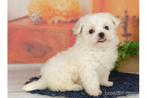 成約済の千葉県のマルチーズ-234790の2枚目