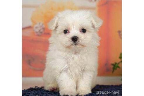 成約済の千葉県のマルチーズ-234790の4枚目