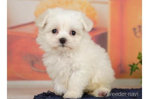 成約済の千葉県のマルチーズ-234790の3枚目