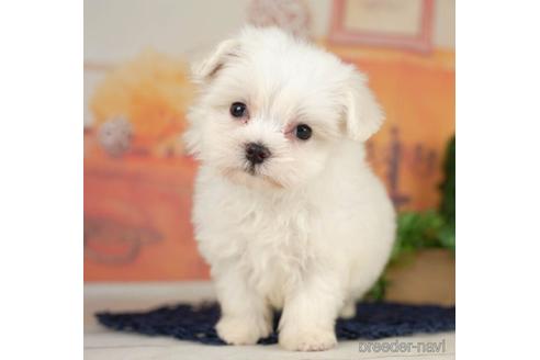 成約済の千葉県のマルチーズ-234790の1枚目