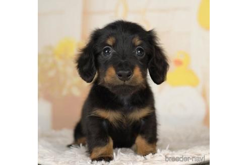 成約済の千葉県のカニンヘンダックスフンド(ロングヘアード)-234791の4枚目