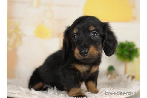 成約済の千葉県のカニンヘンダックスフンド(ロングヘアード)-234791の5枚目