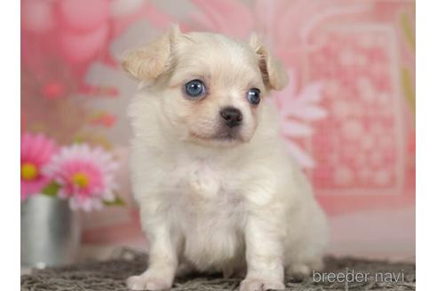 成約済の千葉県のチワワ(ロングコート)-234792の2枚目