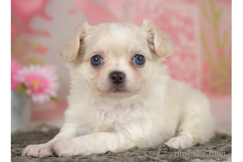 成約済の千葉県のチワワ(ロングコート)-234792の3枚目