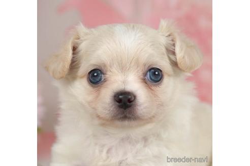 成約済の千葉県のチワワ(ロングコート)-234792の4枚目