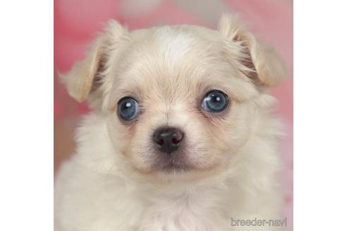 成約済の千葉県のチワワ(ロングコート)-234792の1枚目