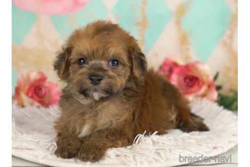 成約済の千葉県のポメプー:ポメラニアン×トイプードル-234793の4枚目