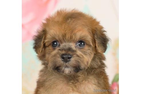 成約済の千葉県のポメプー:ポメラニアン×トイプードル-234793