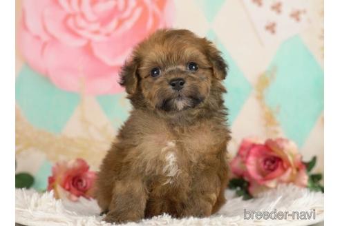 成約済の千葉県のポメプー:ポメラニアン×トイプードル-234793の2枚目