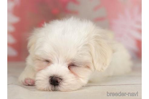 成約済の千葉県のマルチーズ-234794の3枚目