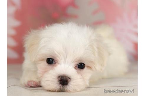 成約済の千葉県のマルチーズ-234794の2枚目