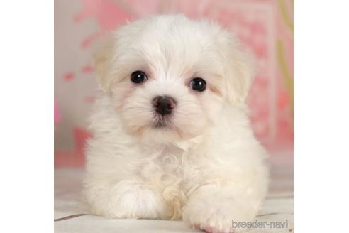 成約済の千葉県のマルチーズ-234794の4枚目