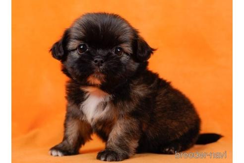 成約済の東京都のミックス犬-234796の4枚目