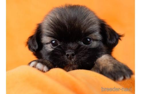 成約済の東京都のミックス犬-234796の5枚目