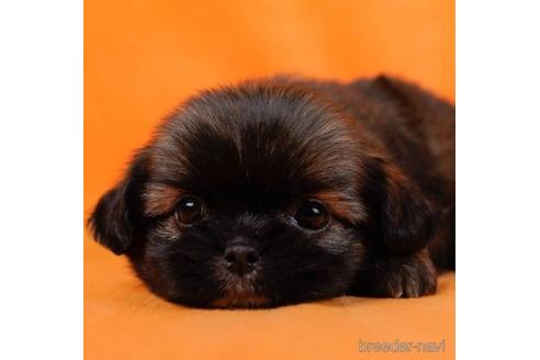 成約済の東京都のミックス犬-234796の1枚目