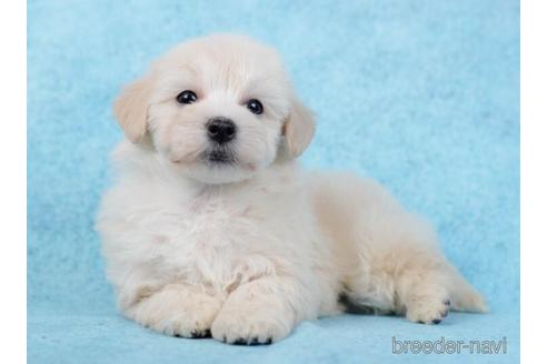 成約済の東京都のマルプー:マルチーズ×トイプードル-234797の2枚目