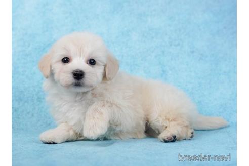 成約済の東京都のマルプー:マルチーズ×トイプードル-234797の3枚目