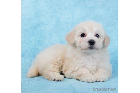 成約済の東京都のマルプー:マルチーズ×トイプードル-234797の4枚目