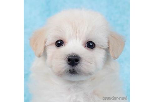 成約済の東京都のマルプー:マルチーズ×トイプードル-234797