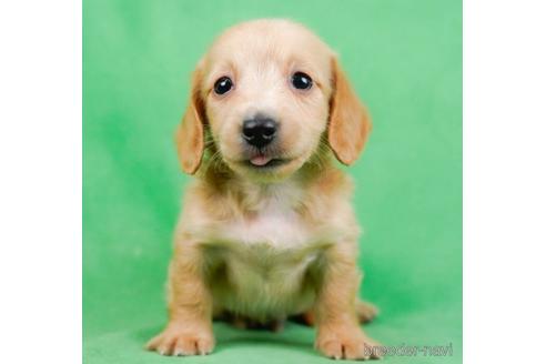 成約済の東京都のミニチュアダックスフンド(ロングヘアード)-234798の5枚目