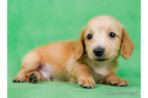 成約済の東京都のミニチュアダックスフンド(ロングヘアード)-234798の2枚目