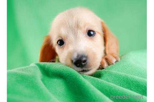 成約済の東京都のミニチュアダックスフンド(ロングヘアード)-234798の3枚目