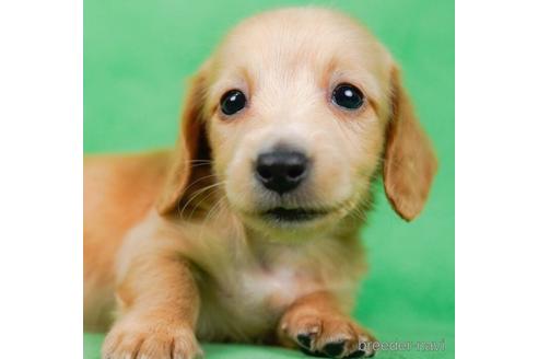 成約済の東京都のミニチュアダックスフンド(ロングヘアード)-234798