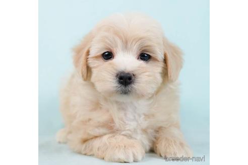 成約済の東京都のマルプー:マルチーズ×トイプードル-234799の5枚目