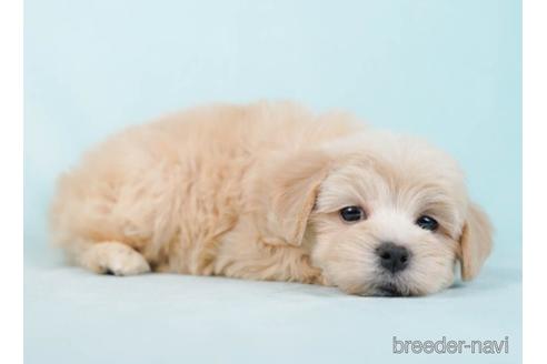 成約済の東京都のマルプー:マルチーズ×トイプードル-234799の2枚目