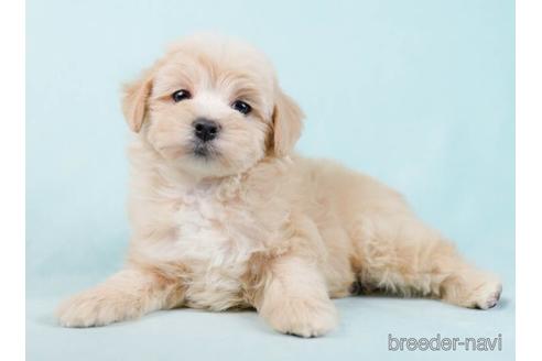 成約済の東京都のマルプー:マルチーズ×トイプードル-234799の3枚目