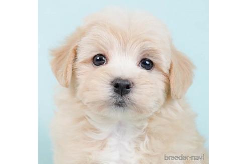 成約済の東京都のマルプー:マルチーズ×トイプードル-234799