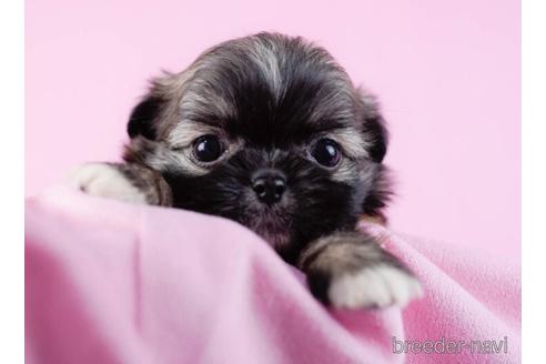 成約済の東京都のミックス犬-234803の4枚目