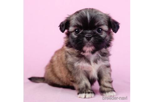 成約済の東京都のミックス犬-234803の1枚目