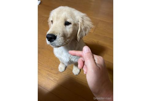 成約済の岡山県のゴールデンレトリーバー-234806の1枚目