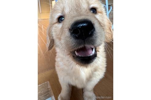 子犬
