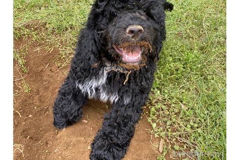 成約済の東京都のその他の犬種-222279の6枚目