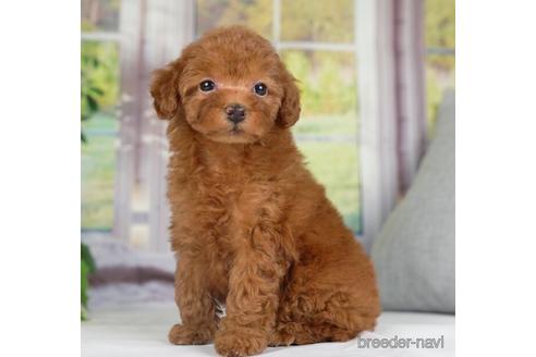 成約済の神奈川県のトイプードル-234817の2枚目