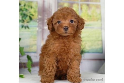 成約済の神奈川県のトイプードル-234817の4枚目