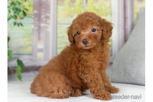 成約済の神奈川県のトイプードル-234817の3枚目