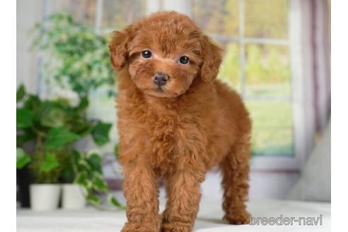 成約済の神奈川県のトイプードル-234817の5枚目