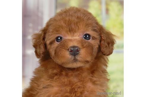 成約済の神奈川県のトイプードル-234817の1枚目