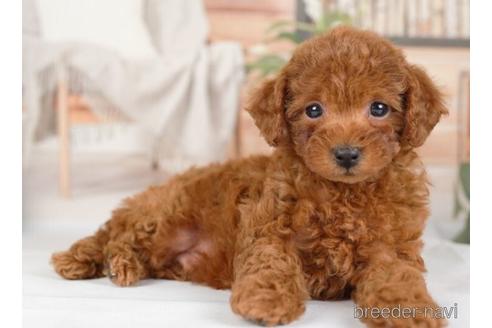 成約済の神奈川県のトイプードル-234818の4枚目