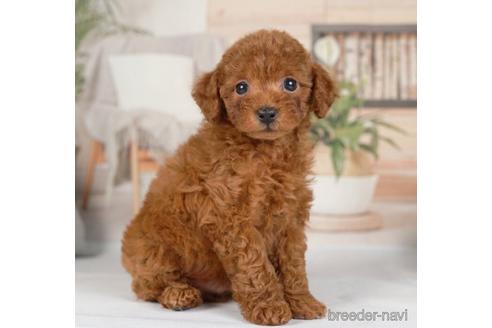 成約済の神奈川県のトイプードル-234818の5枚目