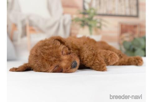 成約済の神奈川県のトイプードル-234818の2枚目