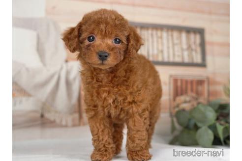 成約済の神奈川県のトイプードル-234818の3枚目