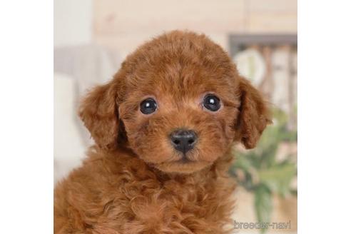 成約済の神奈川県のトイプードル-234818の1枚目