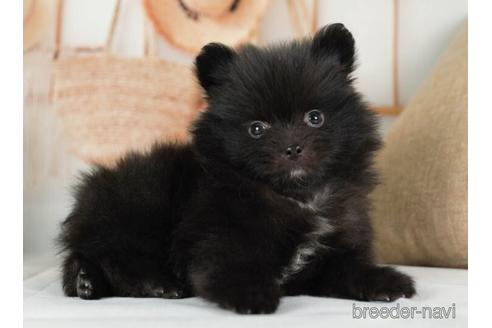 成約済の神奈川県のポメラニアン-234819の5枚目